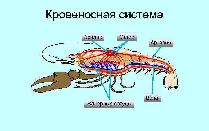 Кровеносная система Сердце Остии Артерия Вена Жаберные сосуды 