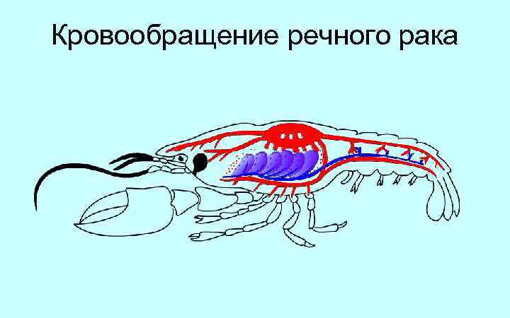 Кровообращение речного рака 