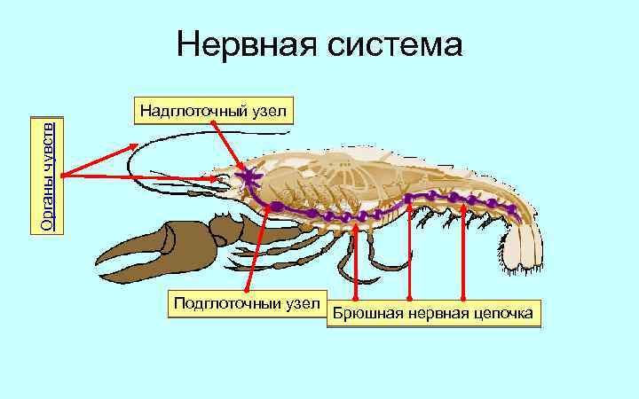 Нервная система Органы чувств Надглоточный узел Подглоточныи узел Брюшная нервная цепочка 
