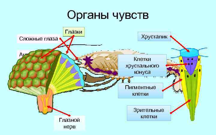 Органы чувств Глазки Сложные глаза Антенны Хрусталик Клетки хрустального конуса Антеннулы Пигментные клетки Глазной