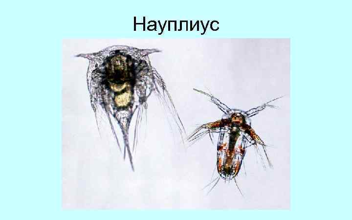 Науплиус 