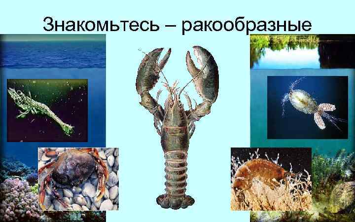 Знакомьтесь – ракообразные 
