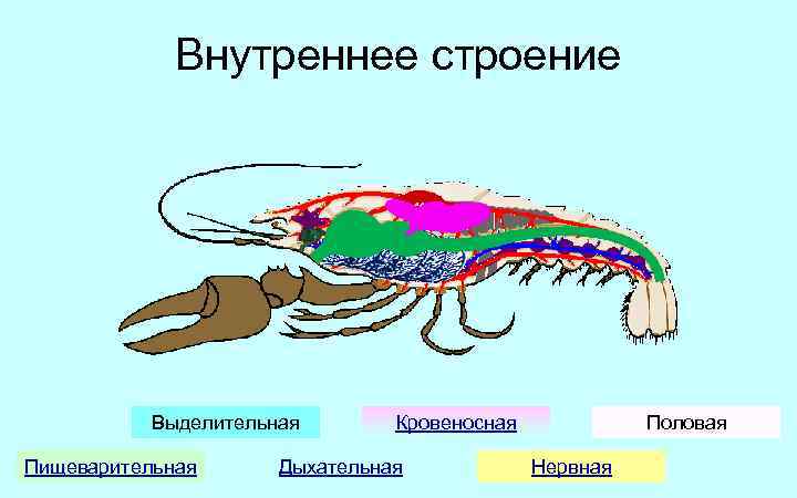 Нервная половая система