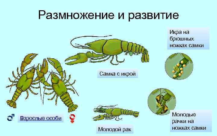 Размножение и развитие Икра на брюшных ножках самки Самка с икрой Взрослые особи Молодой
