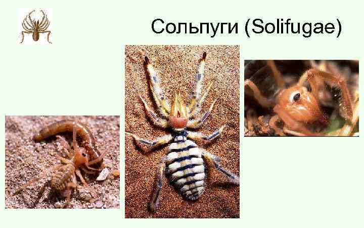 Сольпуги (Solifugae) 