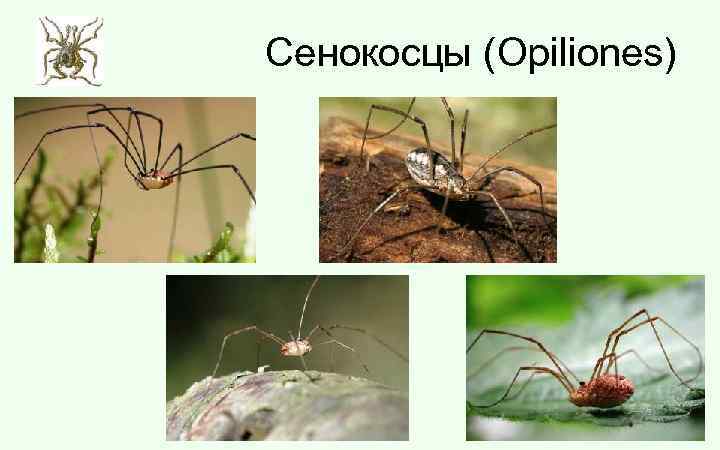 Сенокосцы (Opiliones) 