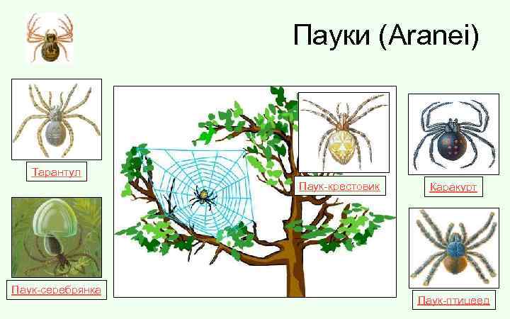 Пауки (Aranei) Тарантул Паук-крестовик Паук-серебрянка Каракурт Паук-птицеед 