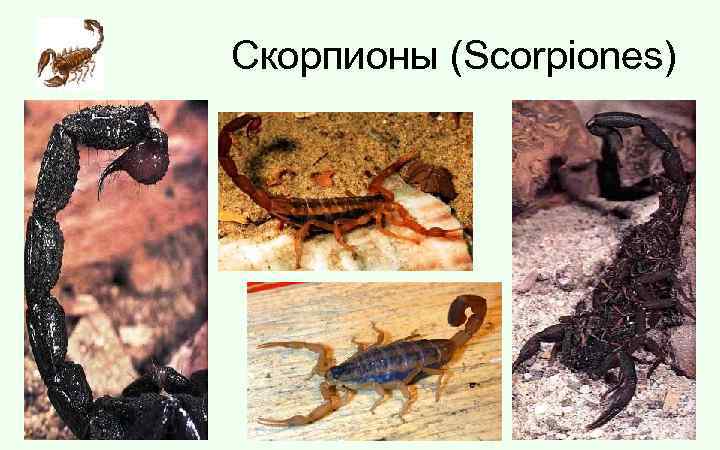Скорпионы (Scorpiones) 