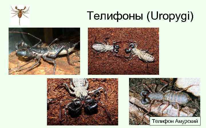 Телифоны (Uropygi) Телифон Амурский 