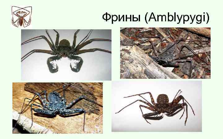 Фрины (Amblypygi) 