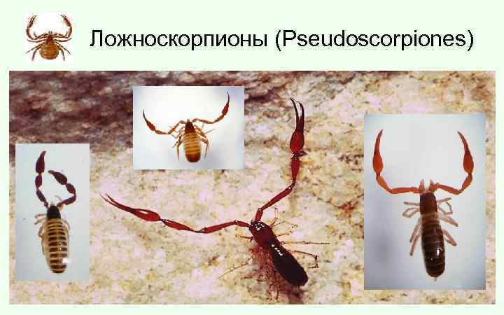 Ложноскорпионы (Pseudoscorpiones) 