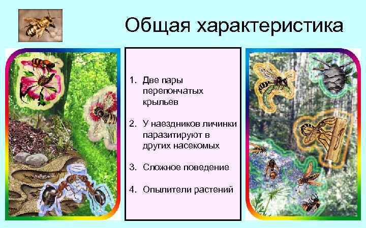 Общая характеристика 1. Две пары перепончатых крыльев 2. У наездников личинки паразитируют в других