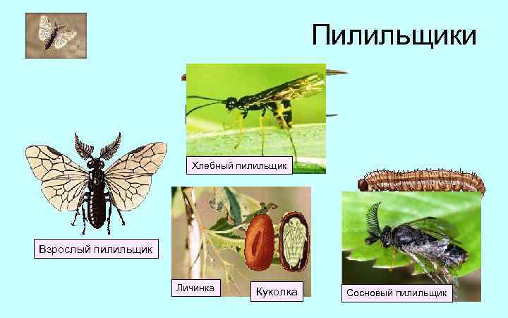 Пилильщики Яйцо Хлебный пилильщик Личинка Взрослый пилильщик Личинка Куколка Сосновый пилильщик 