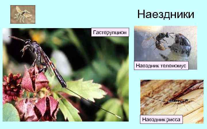 Наездники Гастерупцион Наездник теленомус Наездник рисса 