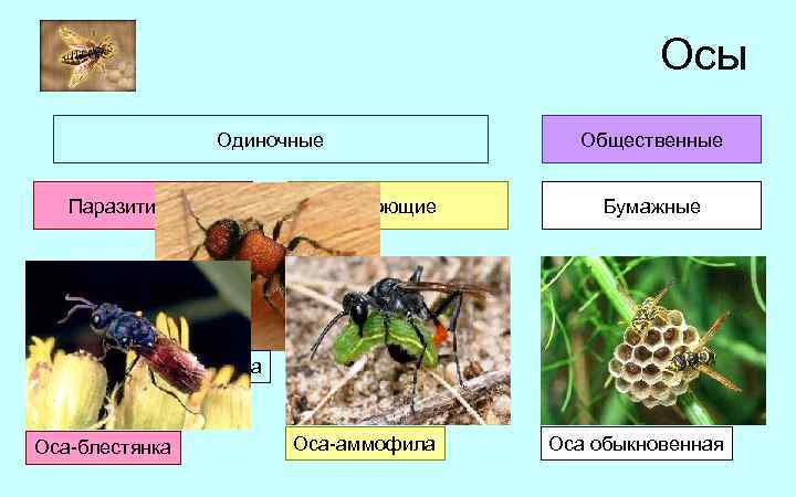 Осы Одиночные Паразитические Общественные Роющие Бумажные Оса-немка Оса-блестянка Оса-аммофила Оса обыкновенная 