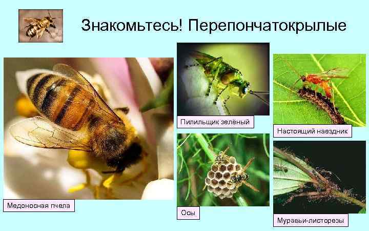 Знакомьтесь! Перепончатокрылые Пилильщик зелёный Настоящий наездник Медоносная пчела Осы Муравьи-листорезы 