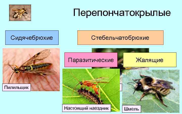 Перепончатокрылые представители. Сидячебрюхие Перепончатокрылые. Отряд Перепончатокрылые пилильщики. Подотряд Сидячебрюхие Перепончатокрылые. Классификация перепончатокрылых насекомых.