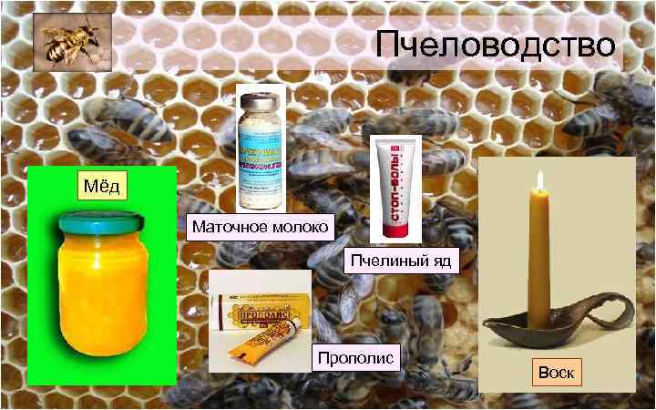 Пчеловодство Мёд Маточное молоко Пчелиный яд Прополис Воск 