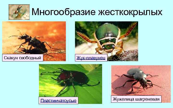 Образ жизни отряда жесткокрылые