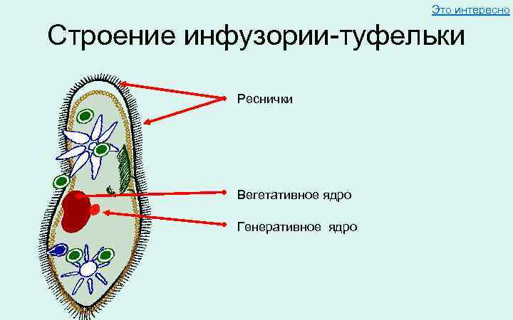 Это интересно Строение инфузории-туфельки Реснички Вегетативное ядро Генеративное ядро 