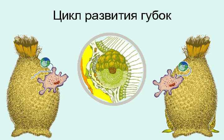 Губки рисунок биология