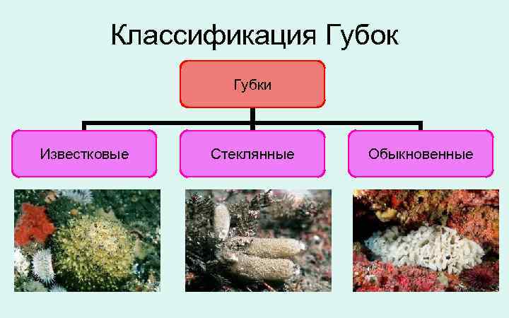 Классификация Губок Губки Известковые Стеклянные Обыкновенные 