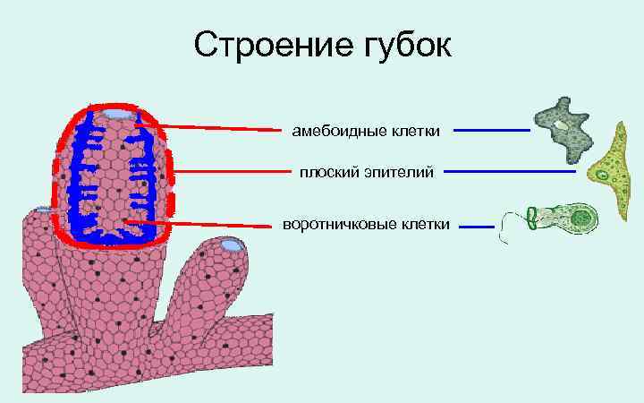 Строение губок амебоидные клетки плоский эпителий воротничковые клетки 