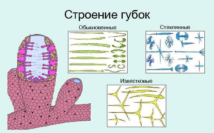 Зарисуйте схему строения губки подпишите основные части опишите особенности внешнего строения губки