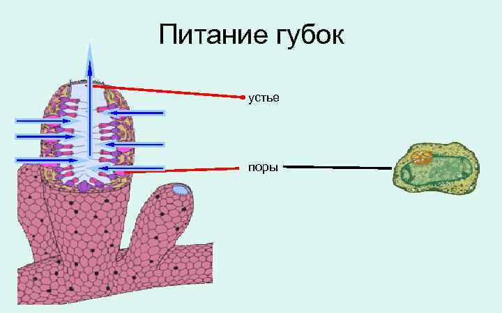 Питание губок устье поры 