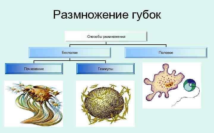 Размножение губок Способы размножения Бесполое Почкование Половое Геммулы 