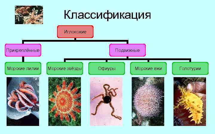 Изображенное на рисунке животное относится к типу кишечнополостные членистоногие