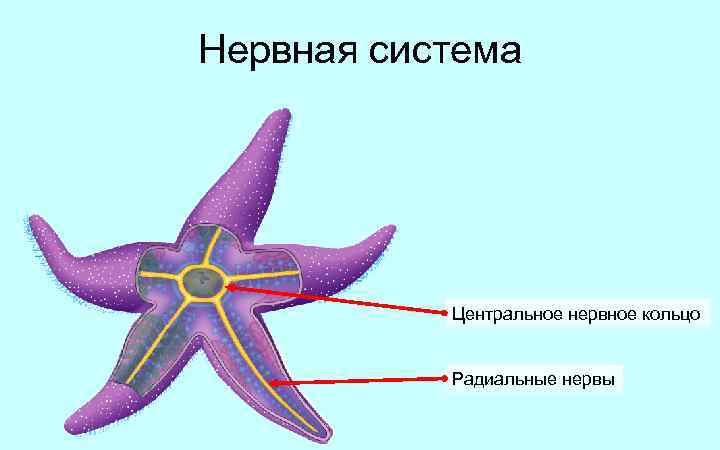 Тело морской звезды. Нервная система иглокожих. Нервная система иглокожих строение. Иглокожие морская звезда нервная система. Нервная система иглокожих имеет строение.