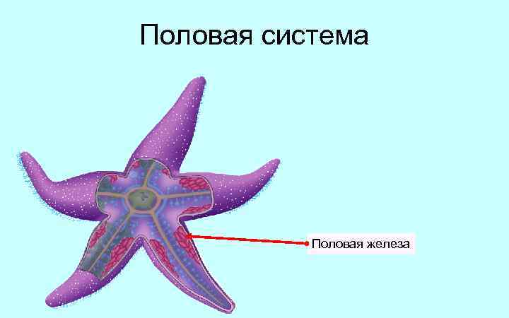 Схема строения морской звезды