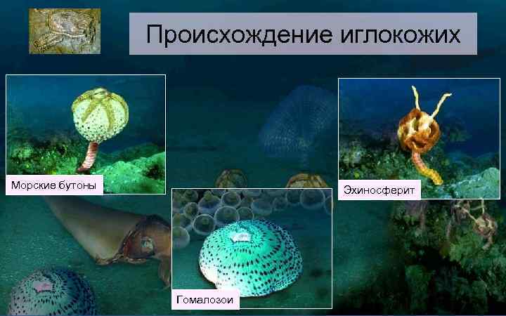 Происхождение иглокожих Морские бутоны Эхиносферит Гомалозои 