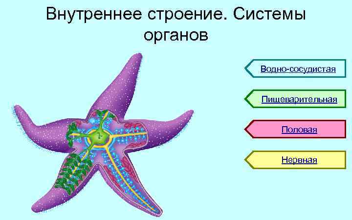 Тело морской звезды. Иглокожие пищеварительная система морской звезды. Иглокожие морская звезда внутреннее строение. Тип иглокожие строение тела. Тип иглокожие внешнее строение.