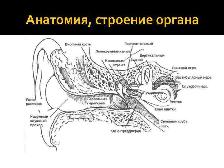 Анатомия, строение органа 