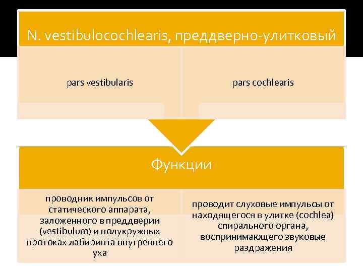 N. vestibulocochlearis, преддверно-улитковый pars vestibularis pars cochlearis Функции проводник импульсов от статического аппарата, заложенного