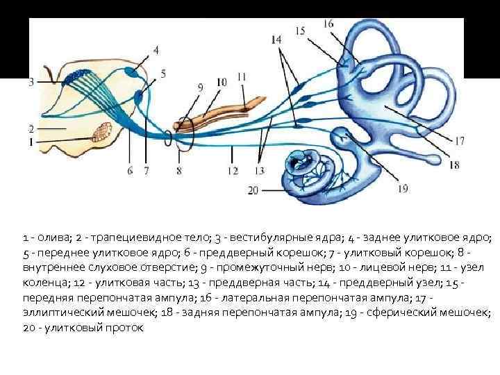 Преддверно улитковый нерв схема анатомия