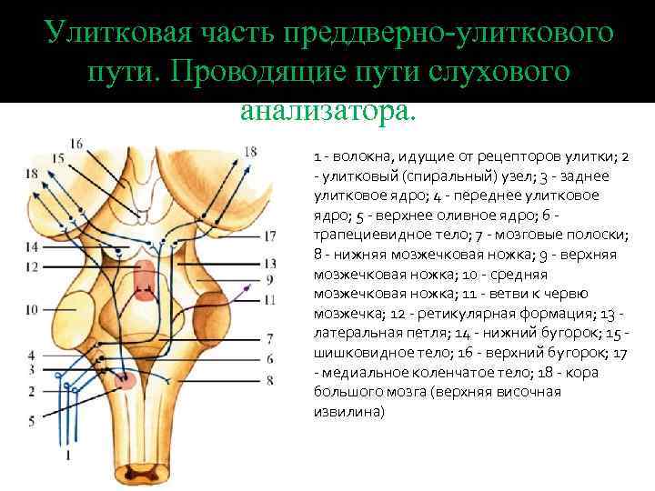 Улитковая часть преддверно-улиткового пути. Проводящие пути слухового анализатора. 1 - волокна, идущие от рецепторов