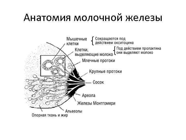 Строение груди