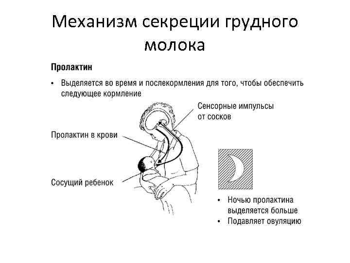 Механизм секреции грудного молока 