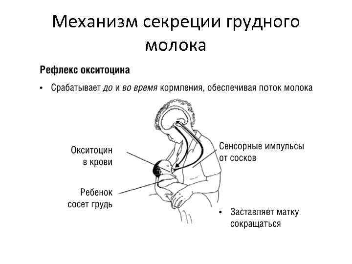 Механизм секреции грудного молока 