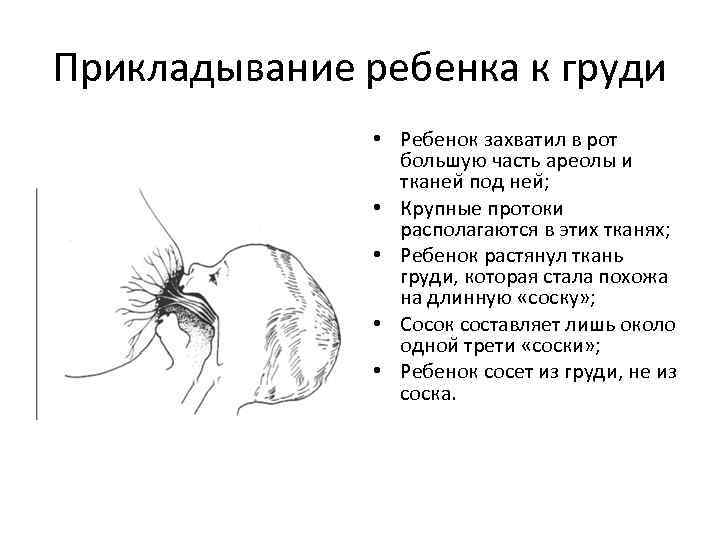 Прикладывание ребенка к груди • Ребенок захватил в рот большую часть ареолы и тканеи