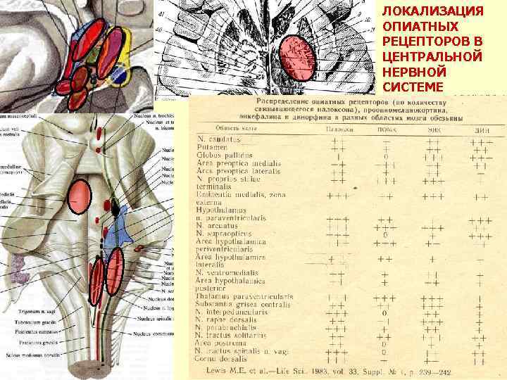 ЛОКАЛИЗАЦИЯ ОПИАТНЫХ РЕЦЕПТОРОВ В ЦЕНТРАЛЬНОЙ НЕРВНОЙ СИСТЕМЕ 