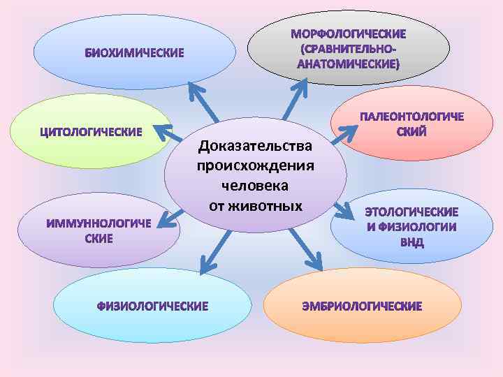 Доказательства происхождения человека от животных 