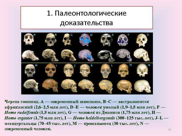 1. Палеонтологические доказательства Черепа гоминид. A — современный шимпанзе, B–C — австралопитек африканский (2,