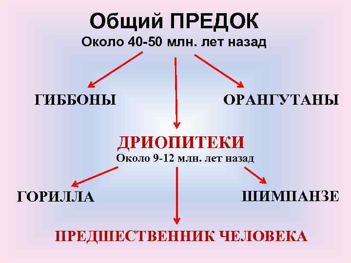 Общий ПРЕДОК Около 40 -50 млн. лет назад ГИББОНЫ ОРАНГУТАНЫ ДРИОПИТЕКИ Около 9 -12