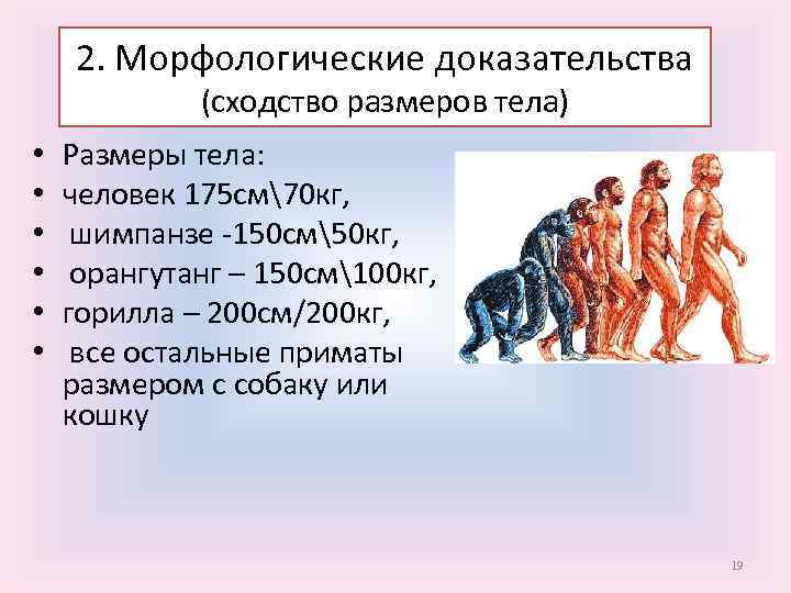 2. Морфологические доказательства (сходство размеров тела) • • • Размеры тела: человек 175 см70