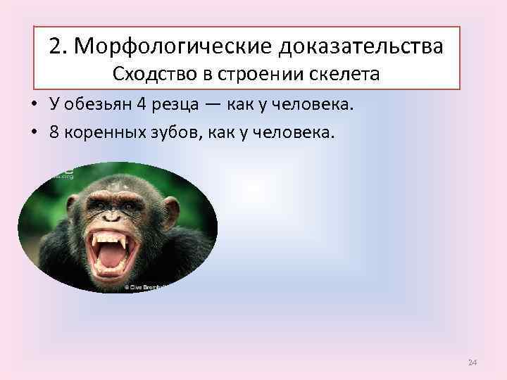 2. Морфологические доказательства Сходство в строении скелета • У обезьян 4 резца — как