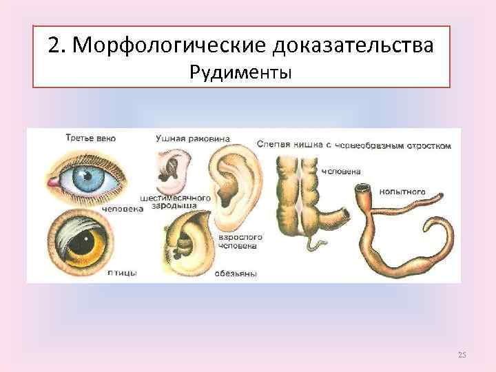 Морфологические доказательства 2. Морфологические доказательства (рудименты) Рудименты 25 